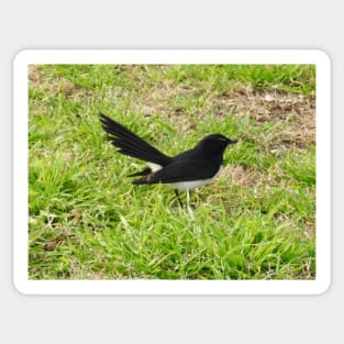 Willie Wagtail Sticker